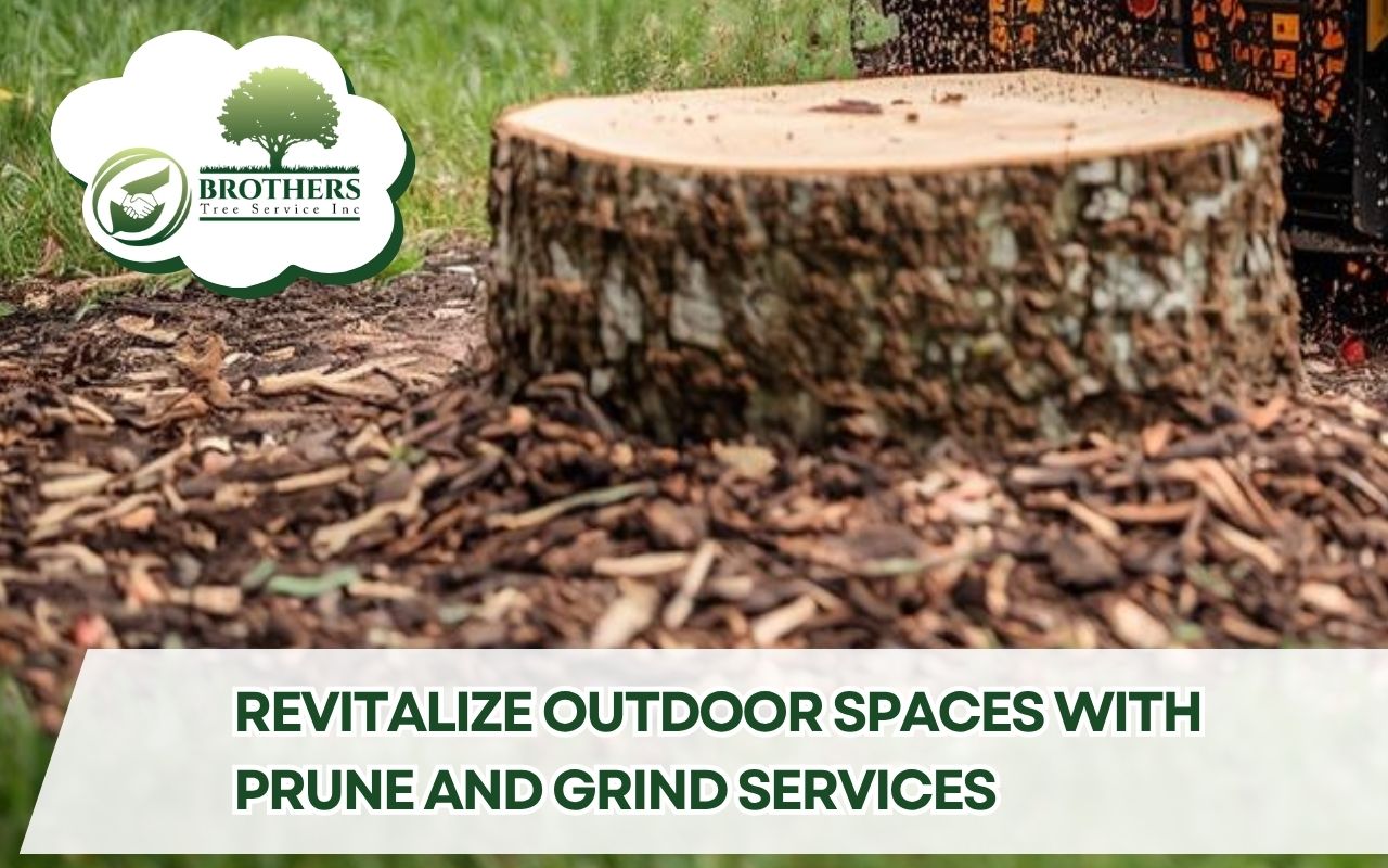 Certified arborists provided Prune and Grind Services with precise tree trimming