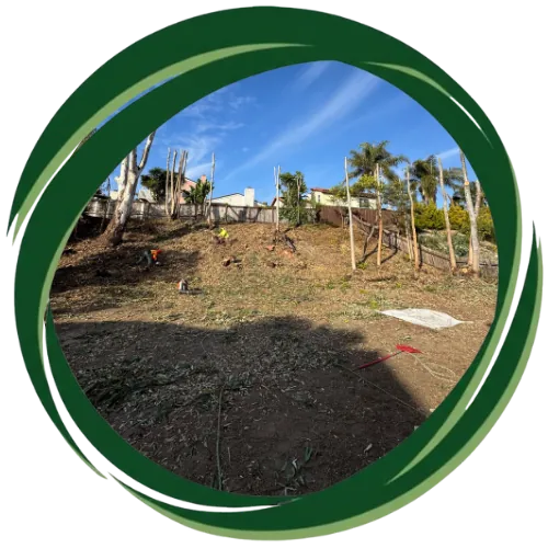 Beautiful San Diego yard after professional tree removal service.
