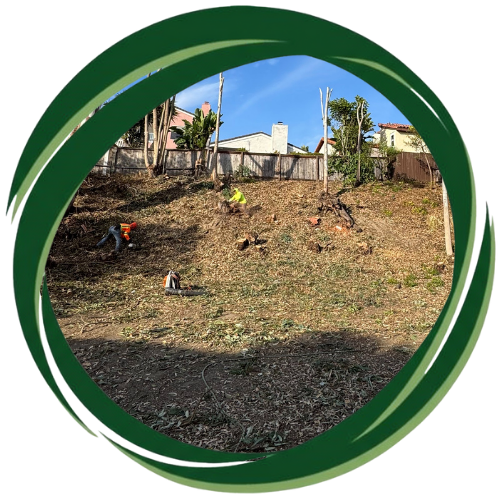 Stump removal in Escondido for a clean, hazard-free yard