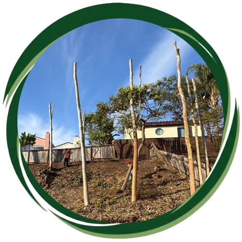 Tree cutting service in Escondido enhancing landscape appeal