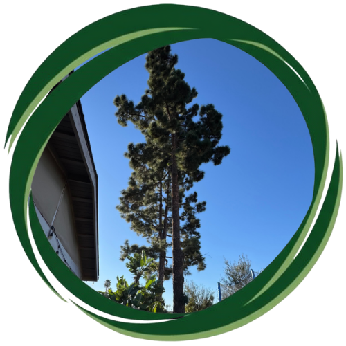 Expert Tree Trimming in Escondido, CA improving yard safety.