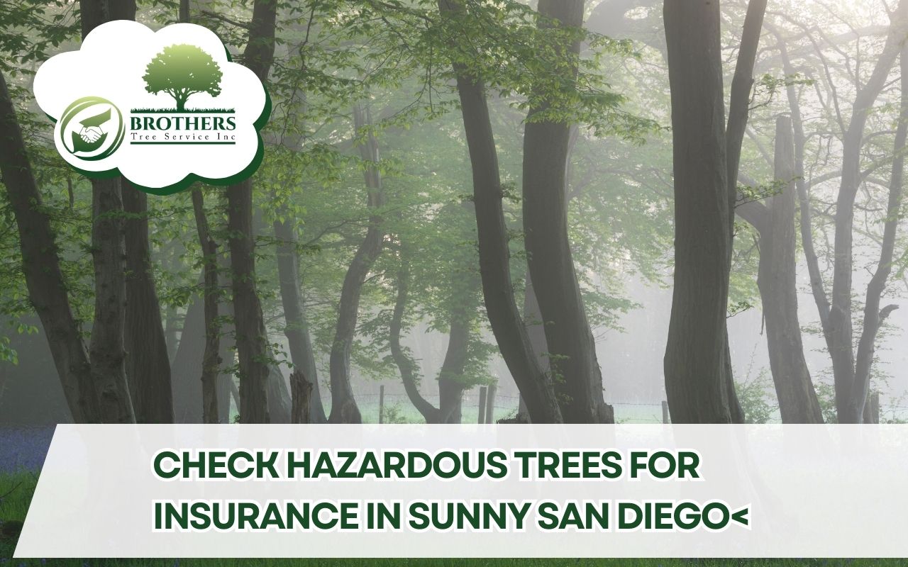 arborist-hazard-tree-report-san-diego