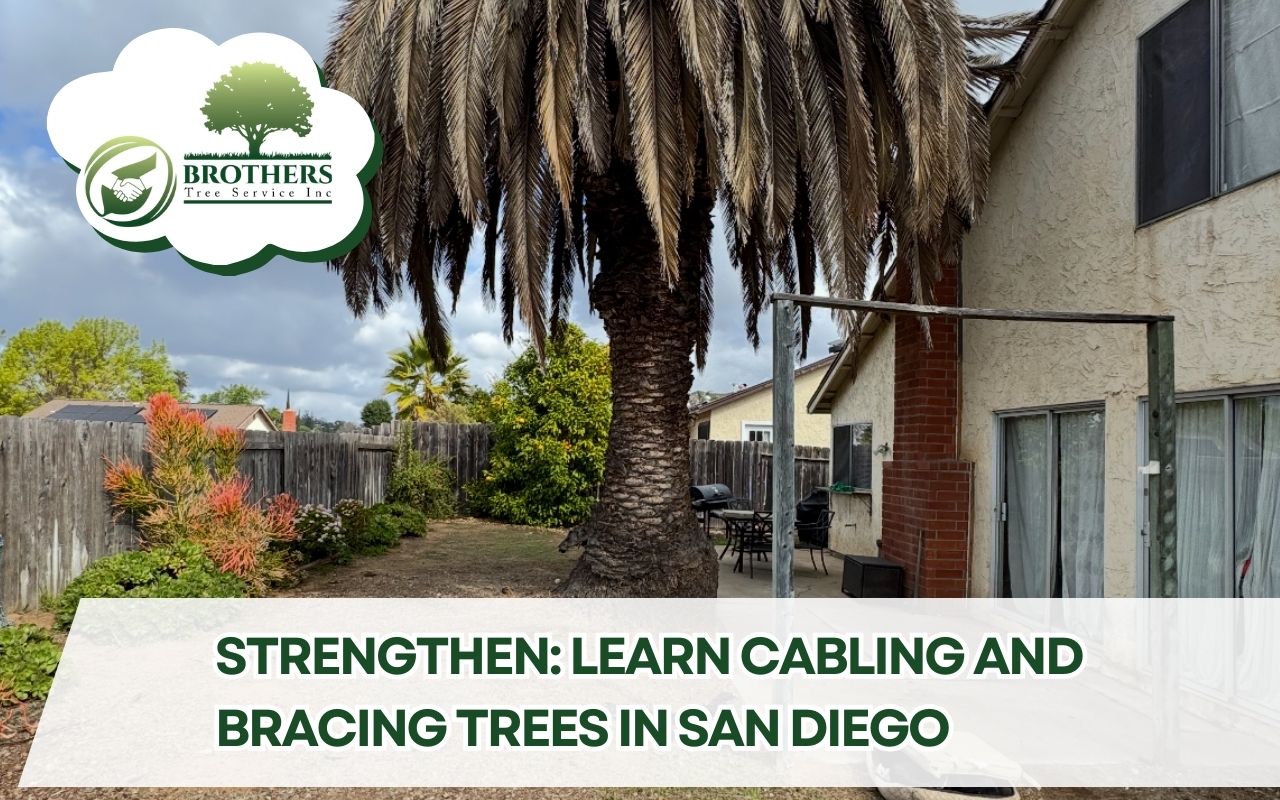 cabling-and-bracing-trees-in-san-diego-backyard