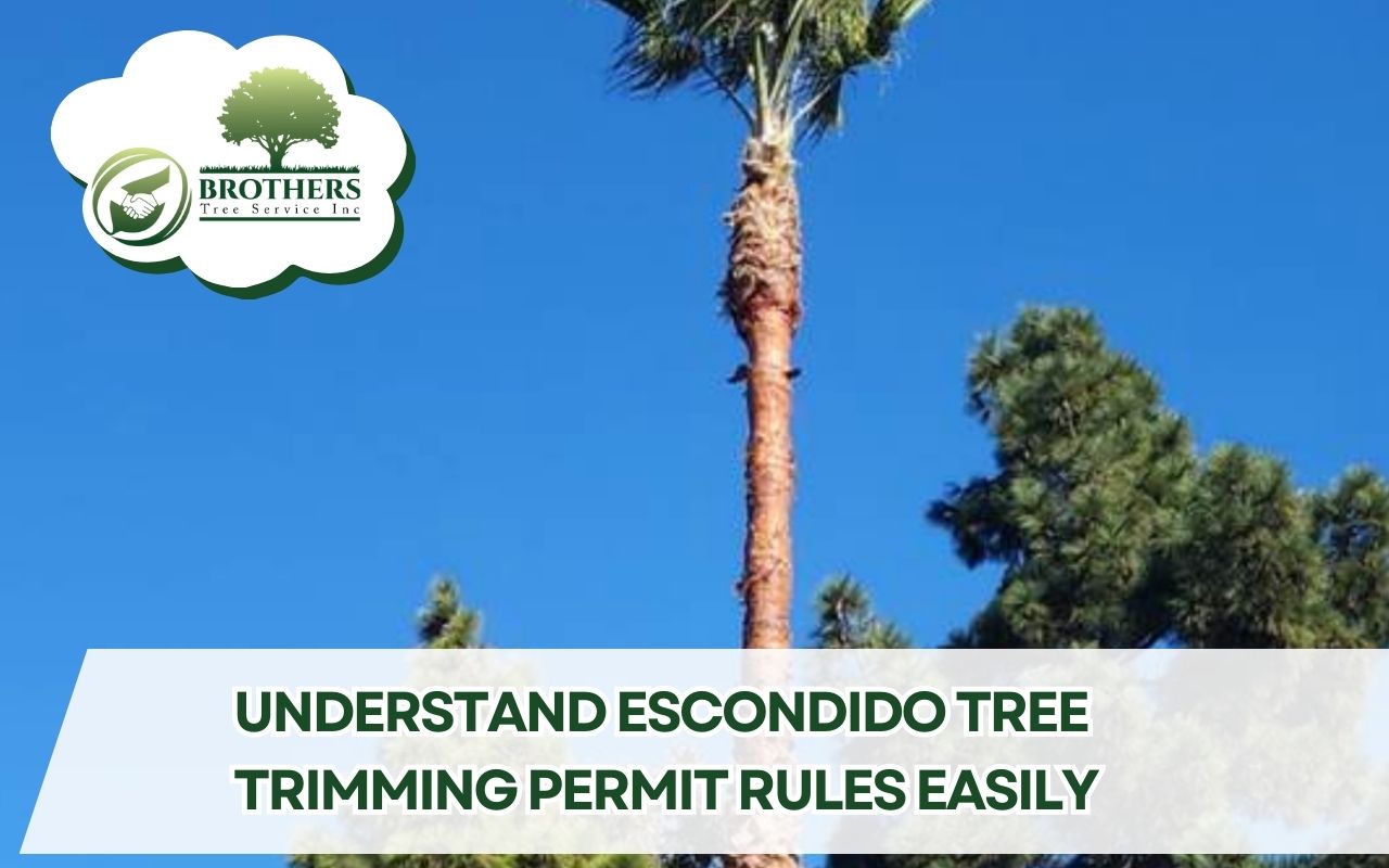 Tall palm tree recently trimmed towering above surrounding trees under a clear blue sky, illustrating Escondido tree trimming permit rules in practice.