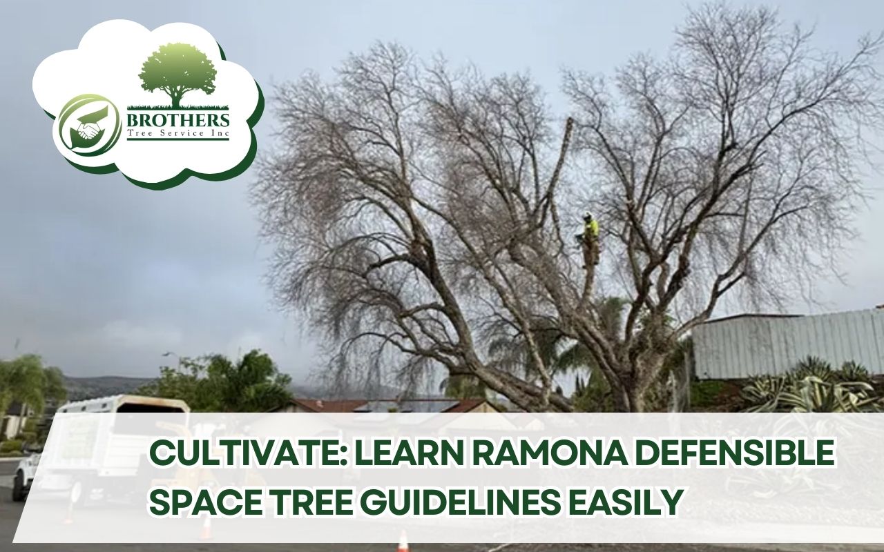 Arborist using a safety harness high in the branches of a large eucalyptus during Eucalyptus tree trimming in San Diego, illustrating key safety tips like proper gear, secure anchoring, and careful branch removal above nearby homes.