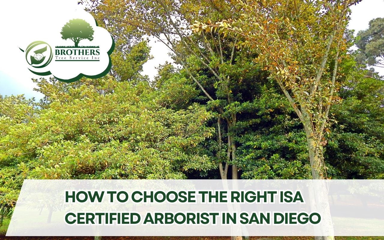 isa-certified-arborist-in-san-diego-how-to-choose-consultation