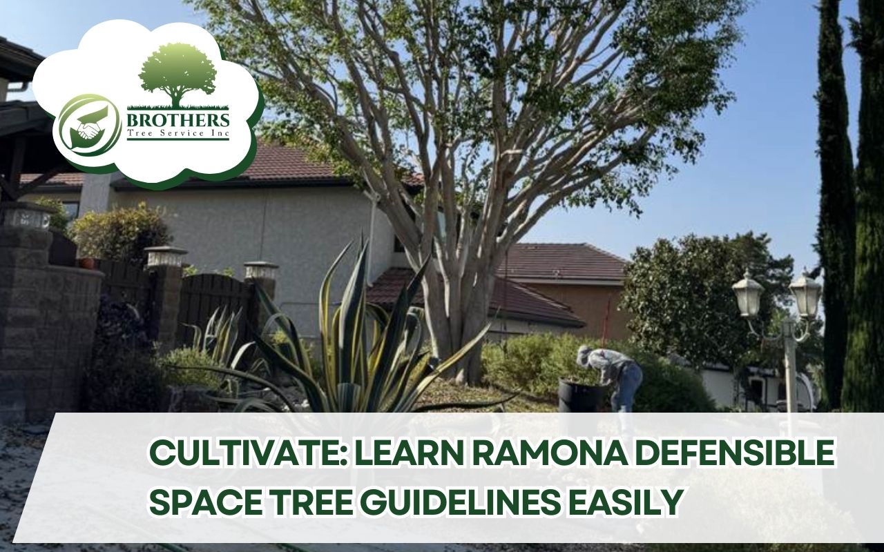 Well-maintained front yard with trimmed trees, succulents, and open spacing between plants in a suburban neighborhood, showing how Ramona defensible space tree guidelines help reduce fire risk around homes.