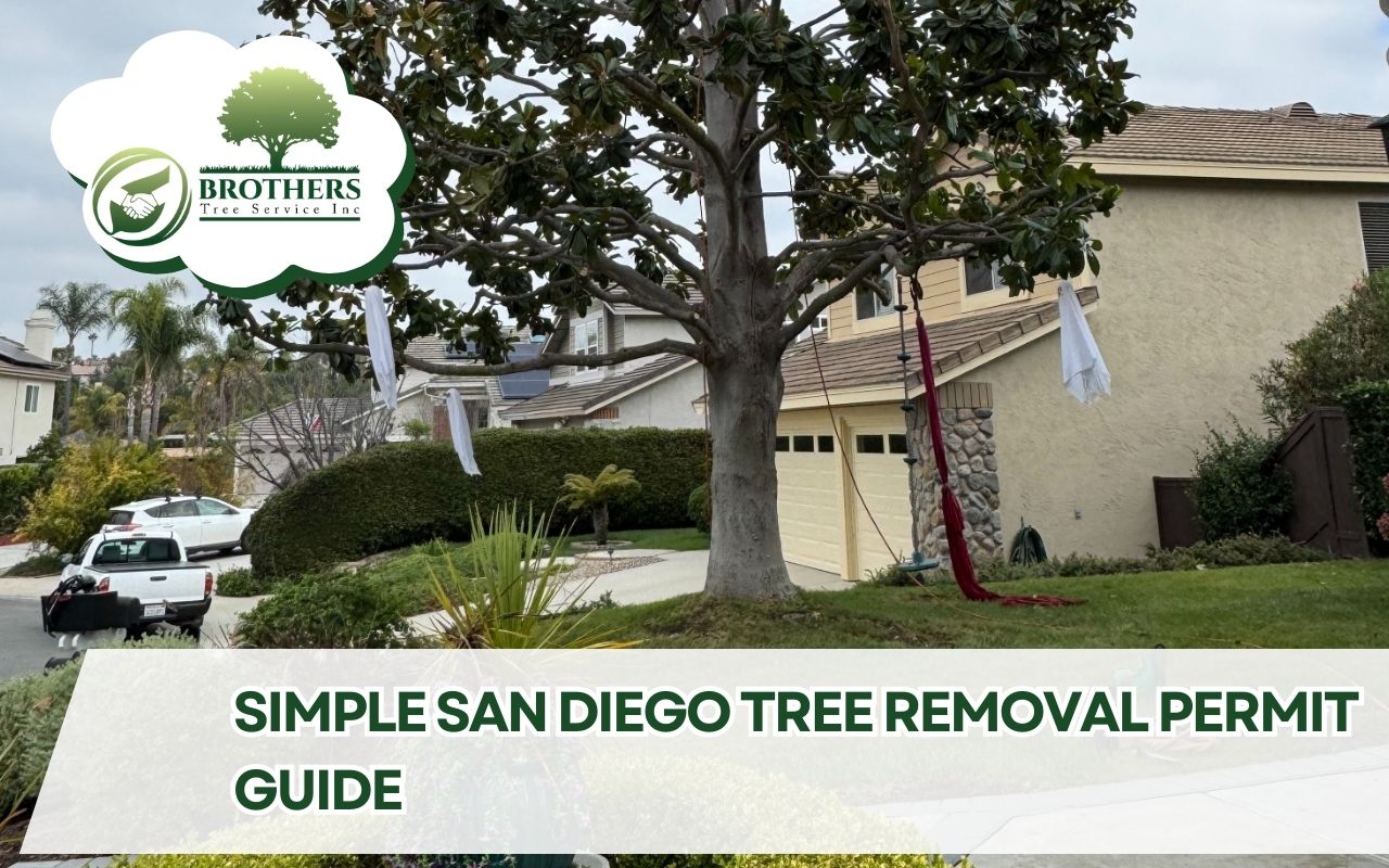 Urban San Diego property with marked trees following the tree removal permit guide