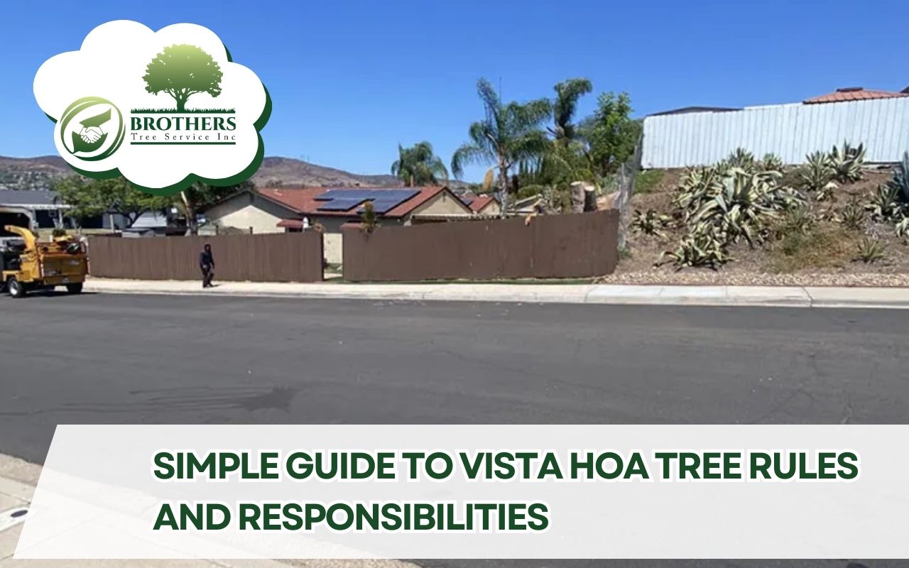 Residential Vista neighborhood streetscape with HOA-maintained palm trees and desert landscaping behind a low wall, reflecting Vista HOA tree rules and responsibilities for keeping shared trees neat and safe.