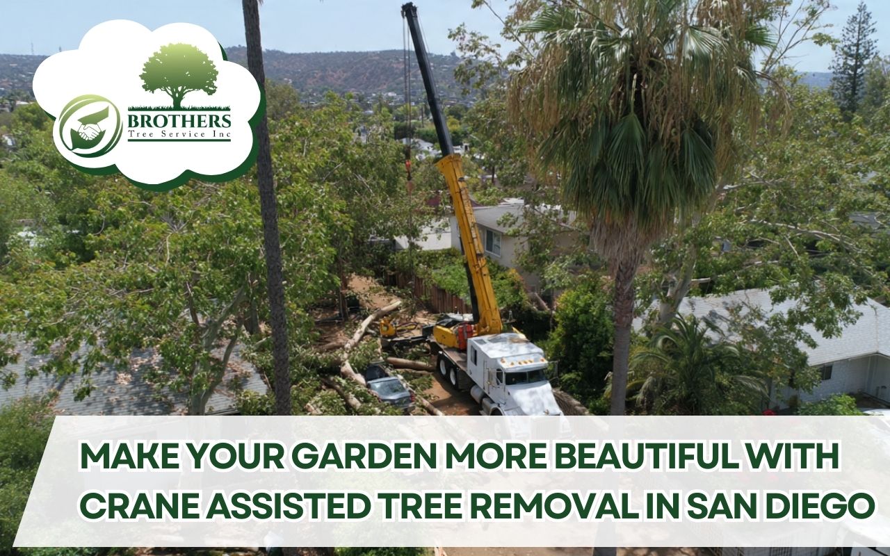 Crane Assisted Tree Removal in San Diego in a tight-access backyard with a crane lifting large tree sections.