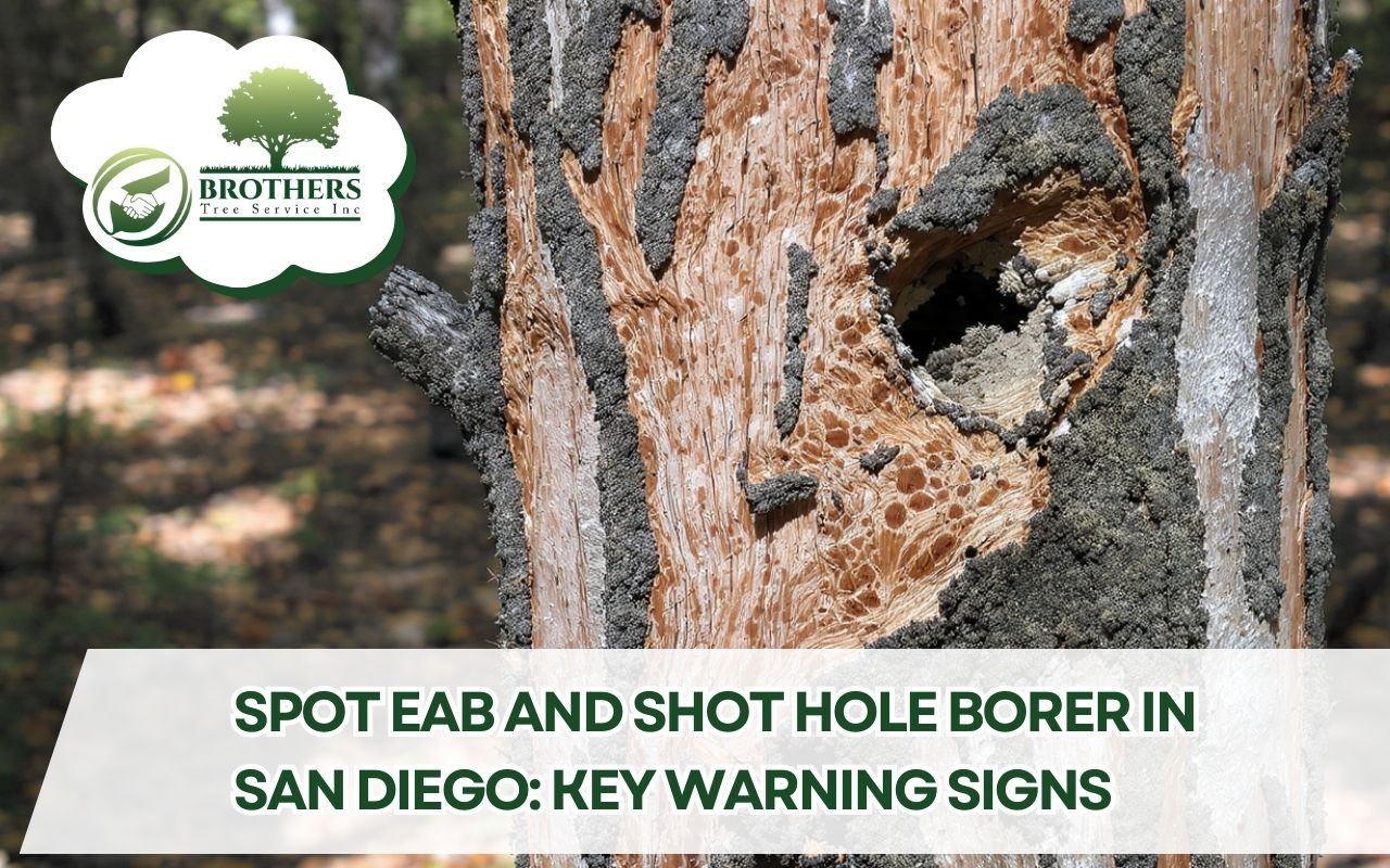Close-up of ash tree bark showing EAB and Shot Hole Borer in San Diego Signs with D-shaped exit holes