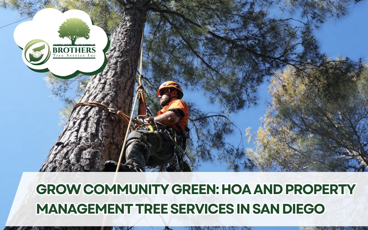 Arborist performing HOA and Property Management Tree Services in San Diego during a scheduled safety inspection.