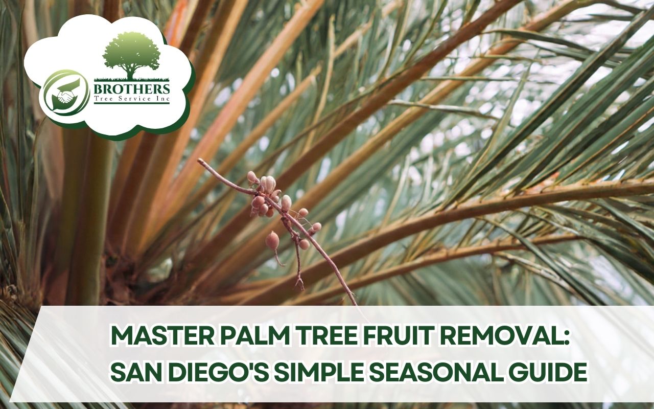 Palm Tree Fruit Removal for San Diego Seasonal Guide showing cleaned palm fruit around a residential driveway