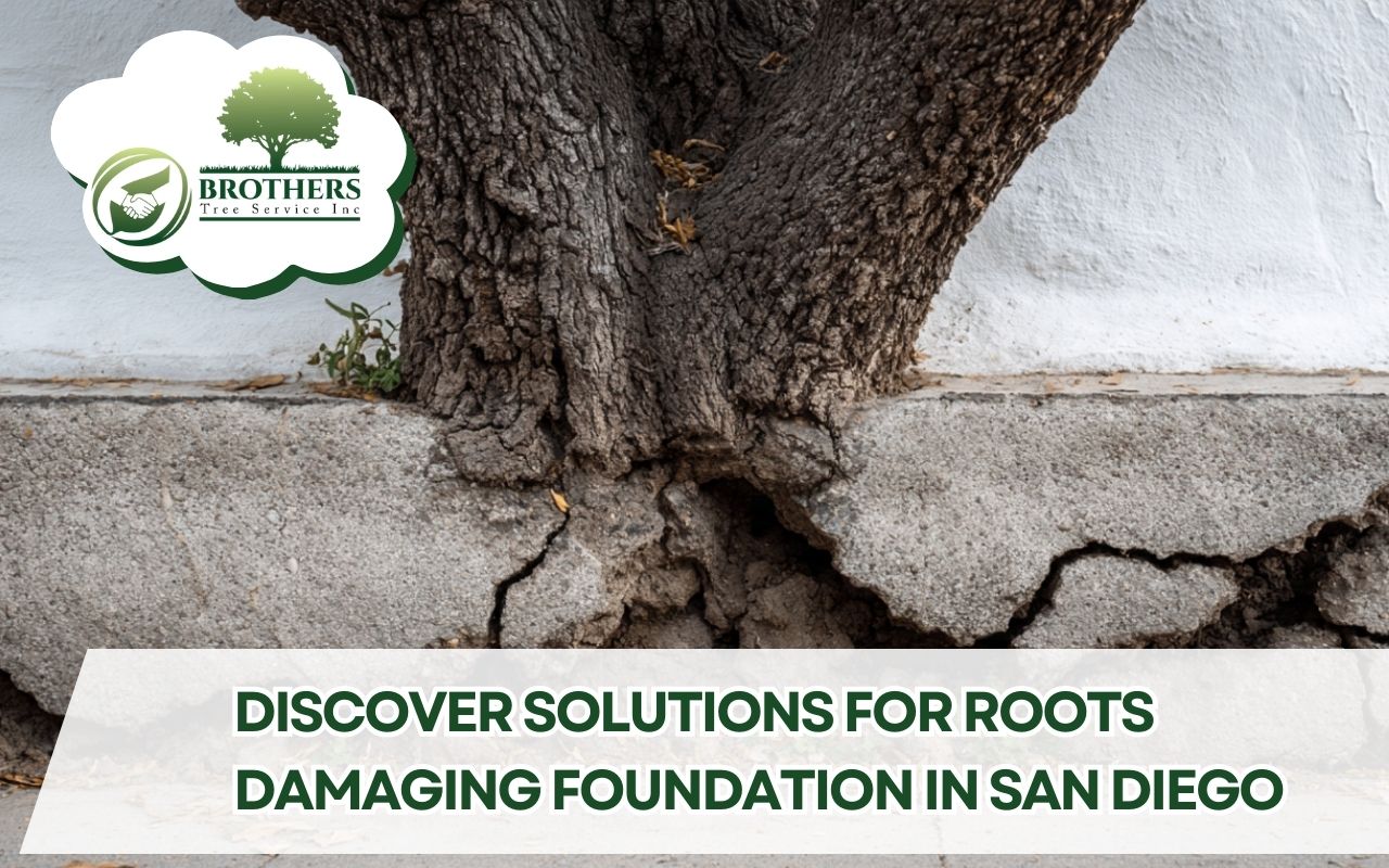 Roots Damaging Foundation in San Diego What to Do illustrated by a cracked concrete foundation near a mature tree.