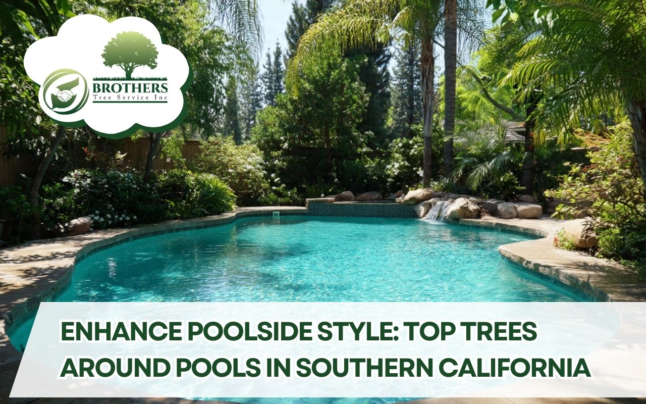 rees Around Pools in Southern California creating cool natural shade around a family backyard pool