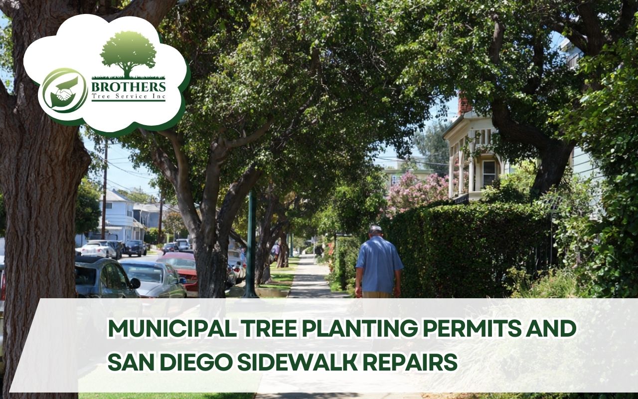 Public right-of-way permits and Municipal tree planting permits San Diego sidewalk repairs for sidewalk-friendly tree placement
