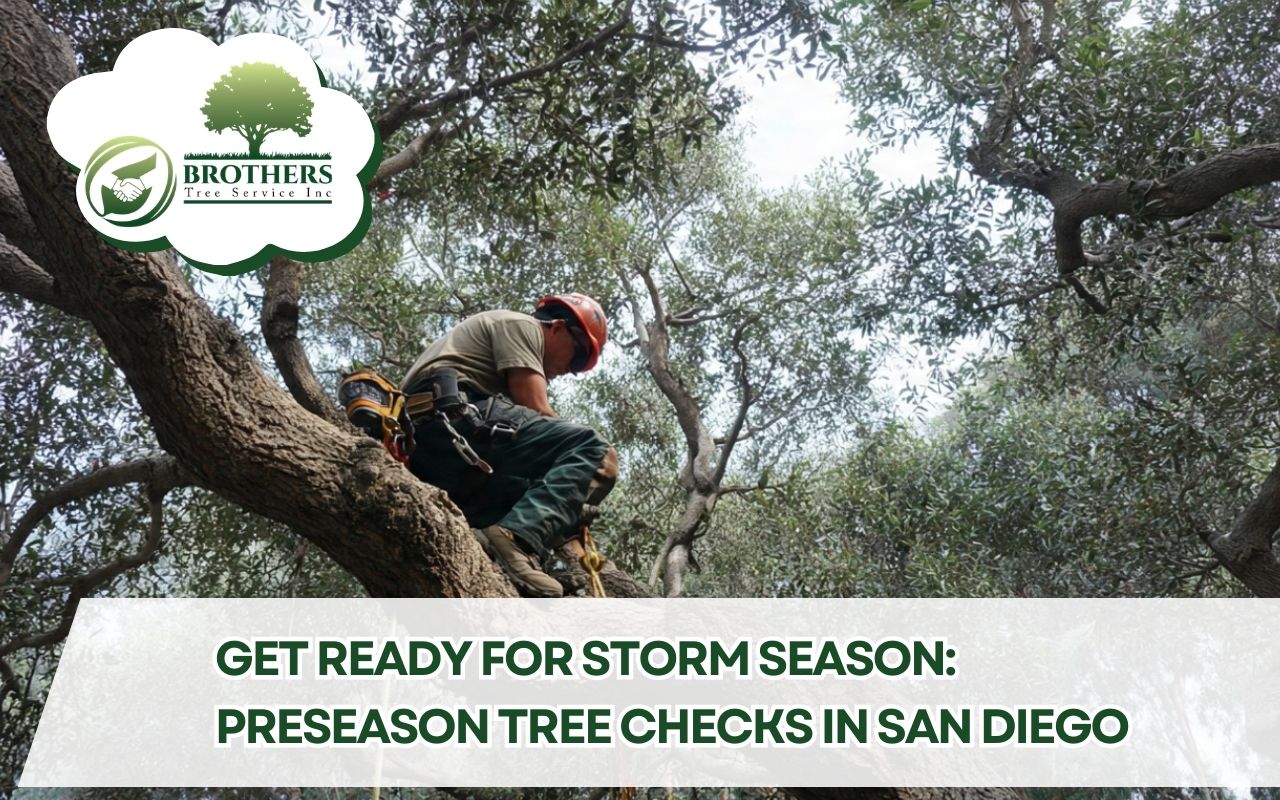 Arborist performing a Pre-season storm tree inspection San Diego to identify storm risks.