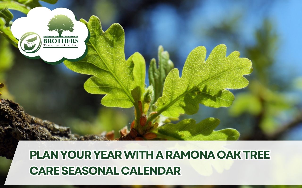 Spring tasks in a Ramona oak tree care seasonal calendar for healthy growth