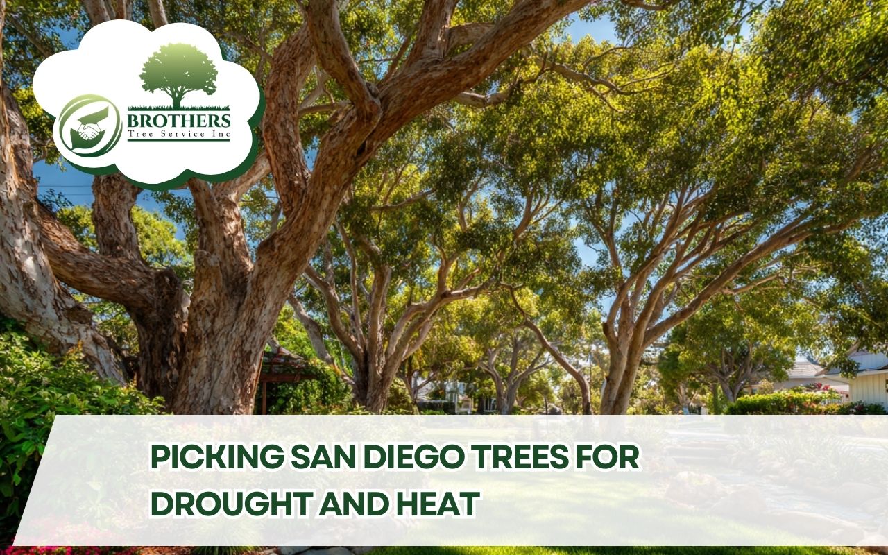 San Diego tree selection for drought and heat for a low-water front yard with shade trees