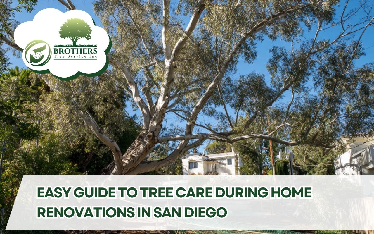 Tree preservation during home renovations San Diego with TPZ fencing set at the dripline