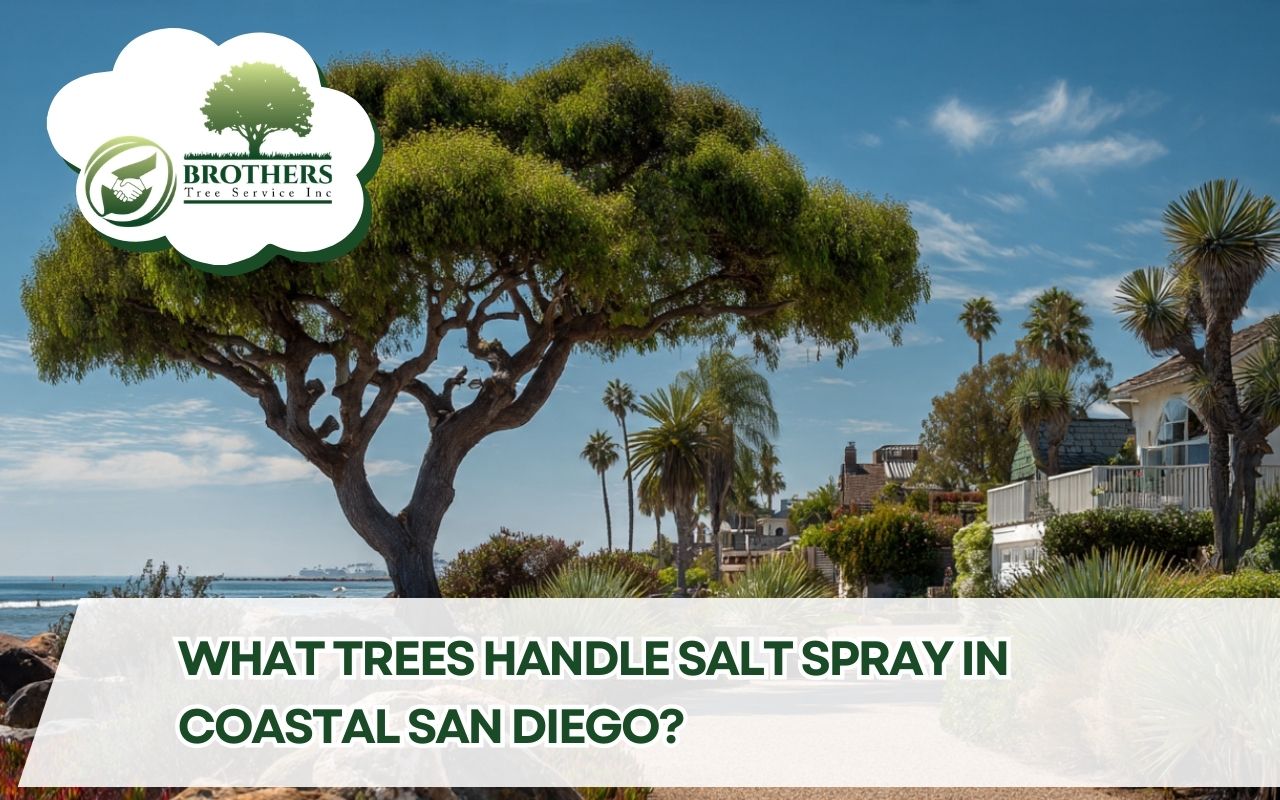 Coastal San Diego salt spray tolerant trees growing in a seaside residential landscape