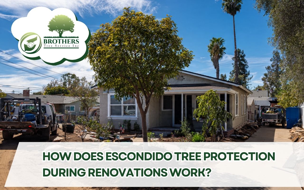 Escondido tree protection during renovations at a home project