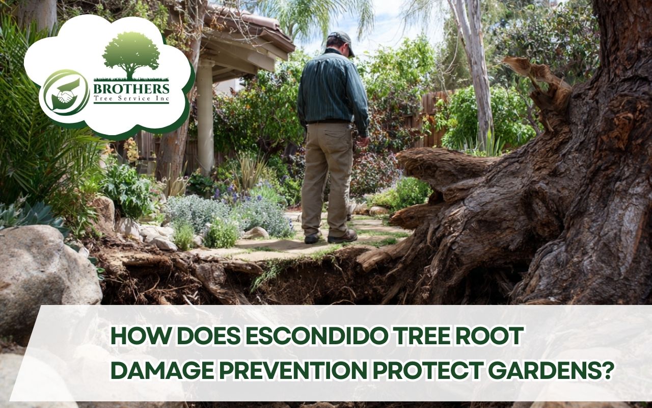 Garden inspection for Escondido tree root damage prevention