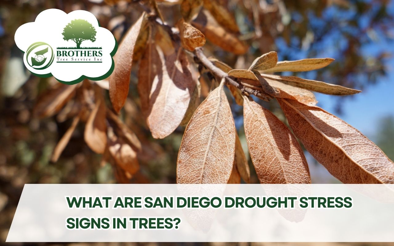 San Diego drought stress signs in trees showing brown leaf edges during dry weather