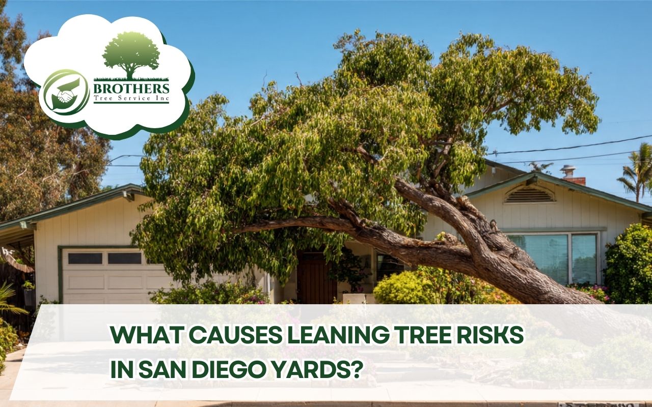 San Diego leaning tree risks and assessment in a residential front yard