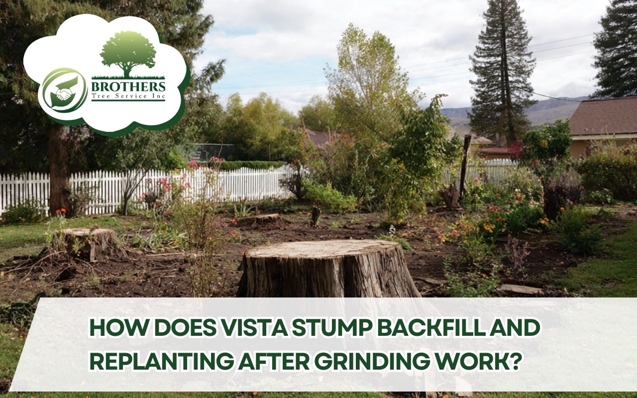 Vista stump backfill and replanting after grinding in a home garden