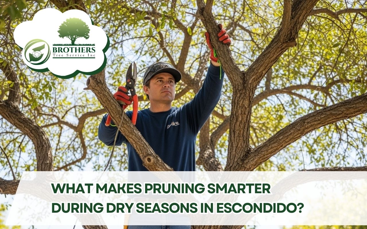 arborist applying drought-tolerant pruning strategies in Escondido to improve canopy airflow