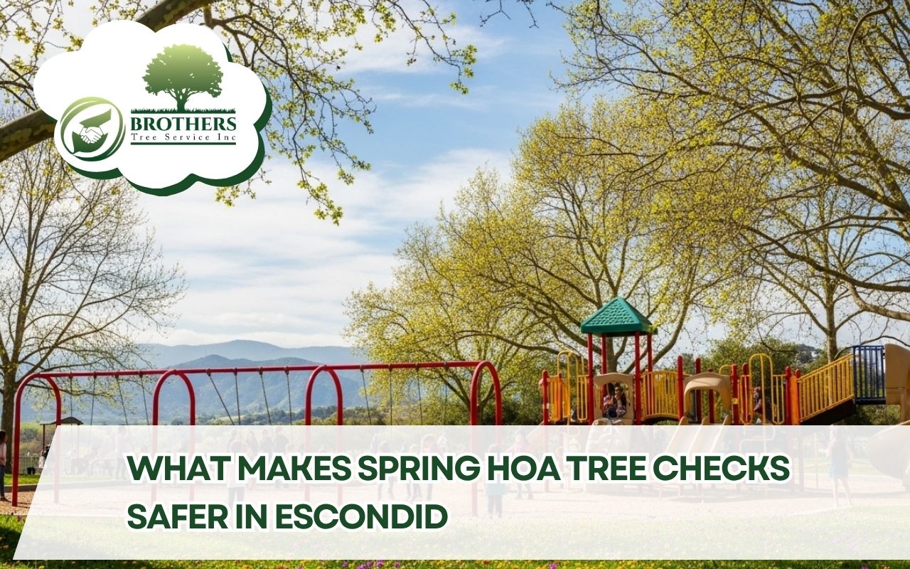HOA spring tree safety checklist in Escondido near a playground