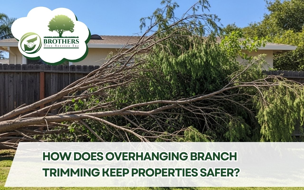 overhanging branch trimming for a safer San Diego yard