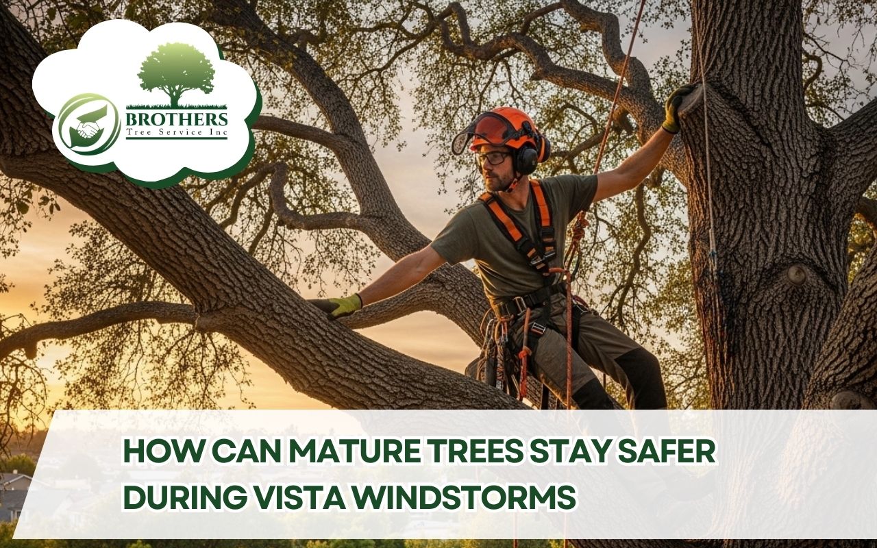 Arborist inspecting mature trees for windstorm preparation for mature trees in Vista