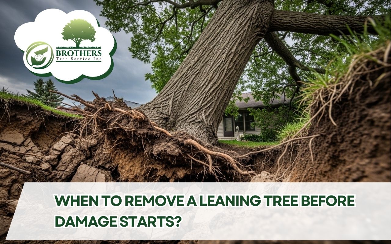leaning tree danger signs near a residential yard